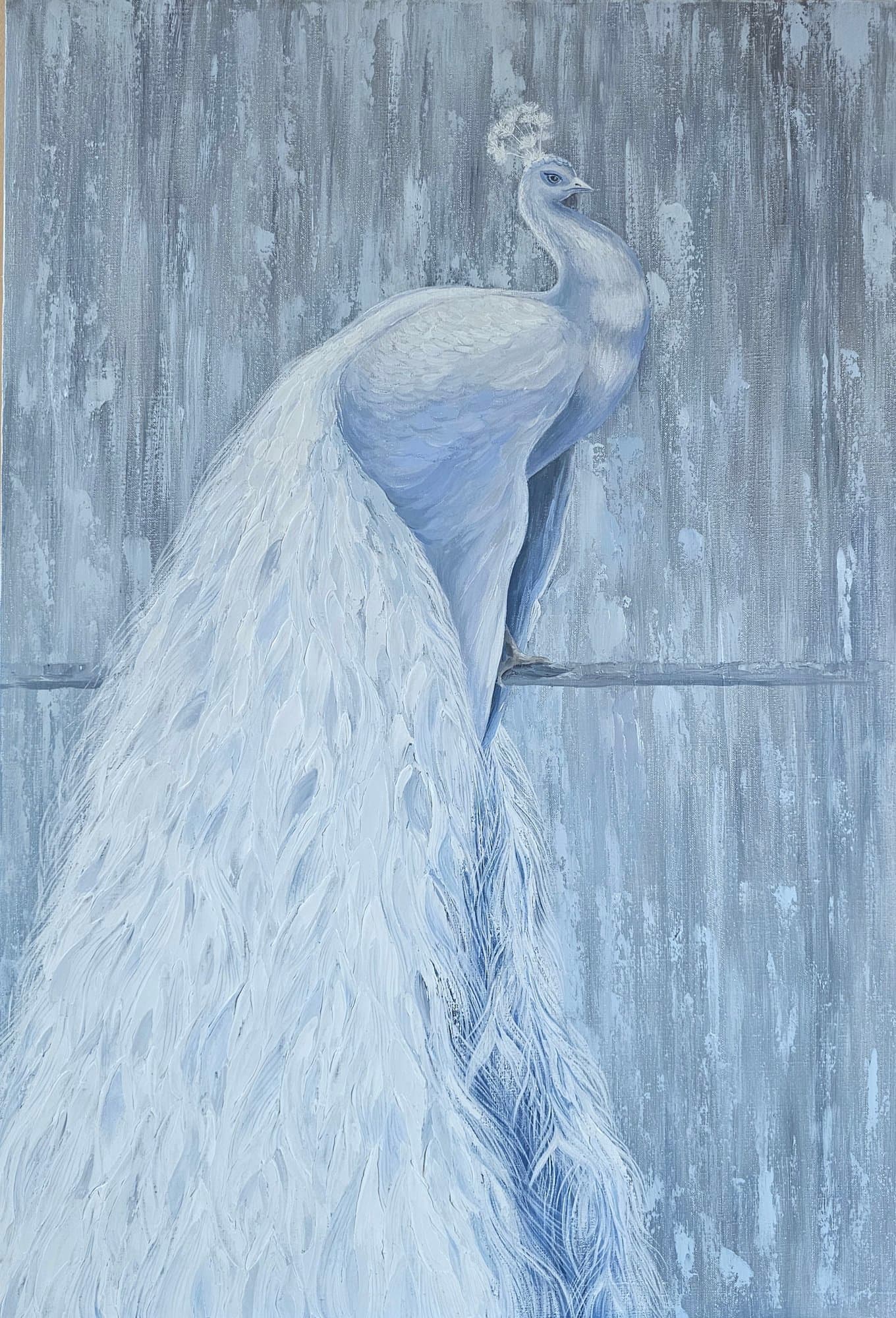 White peacock with a long tail on a pale blue background