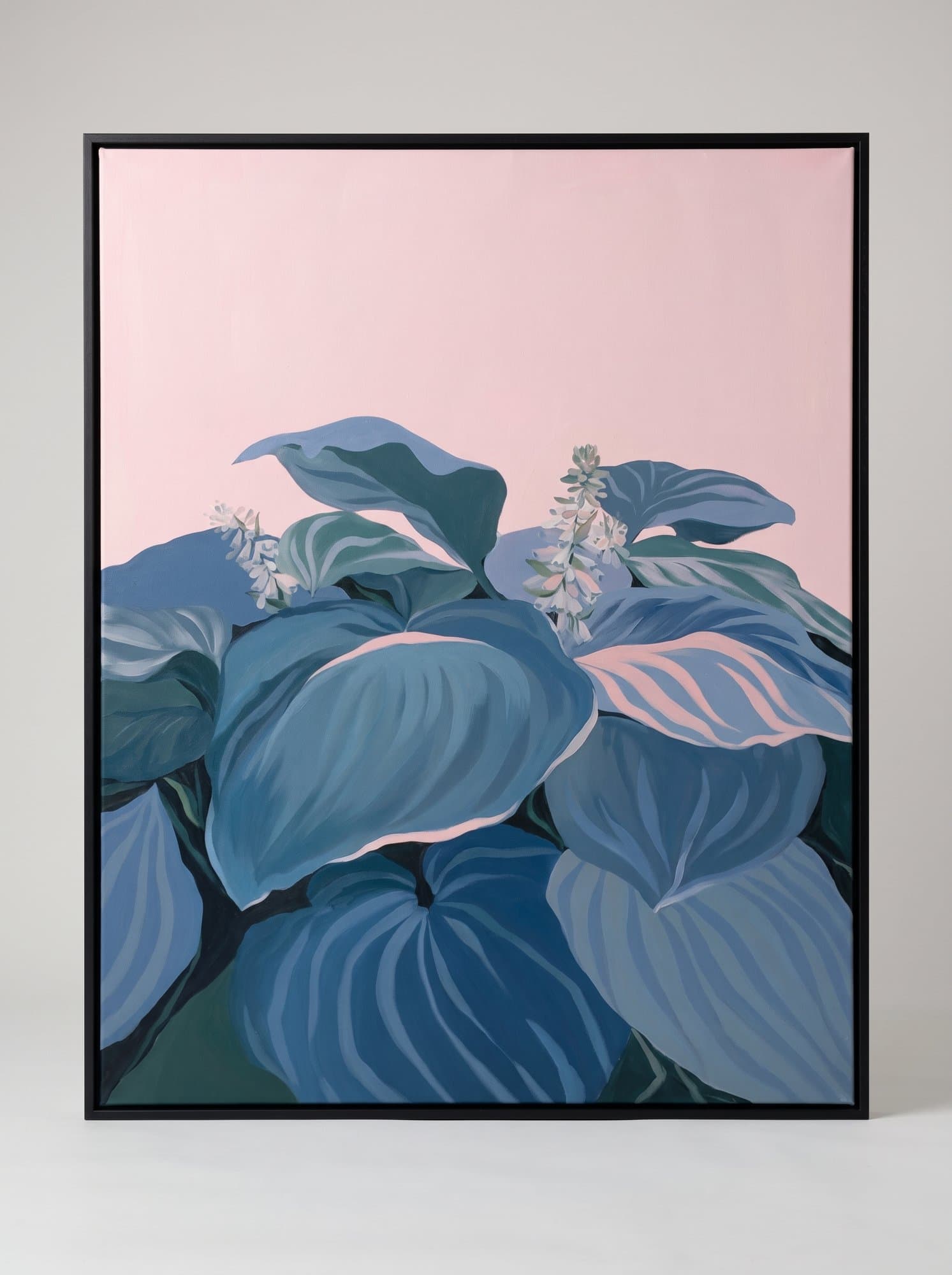 Large blue-green hosta leaves on a pink background