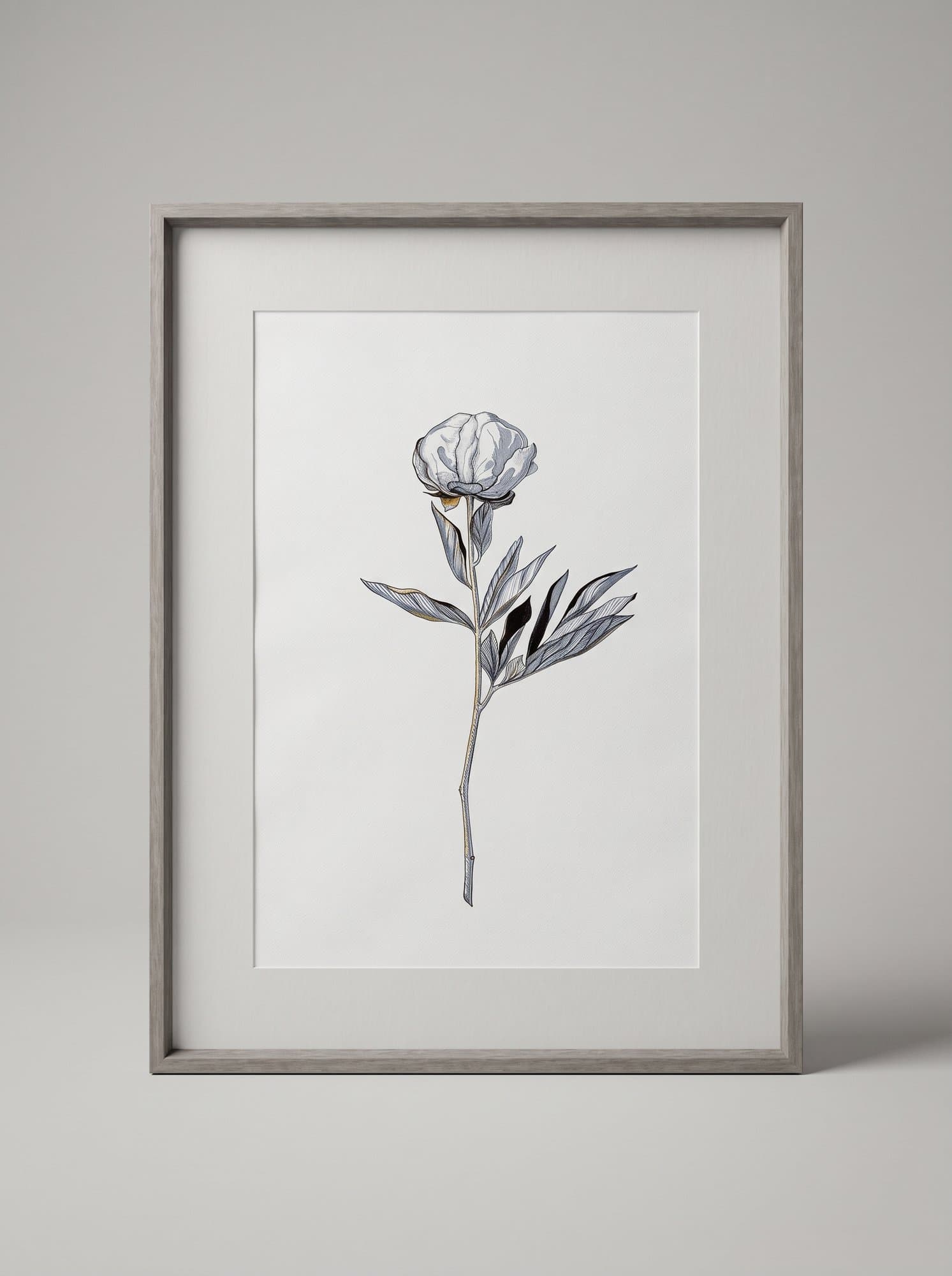 Graphic drawing of a single peony in a frame with a mat